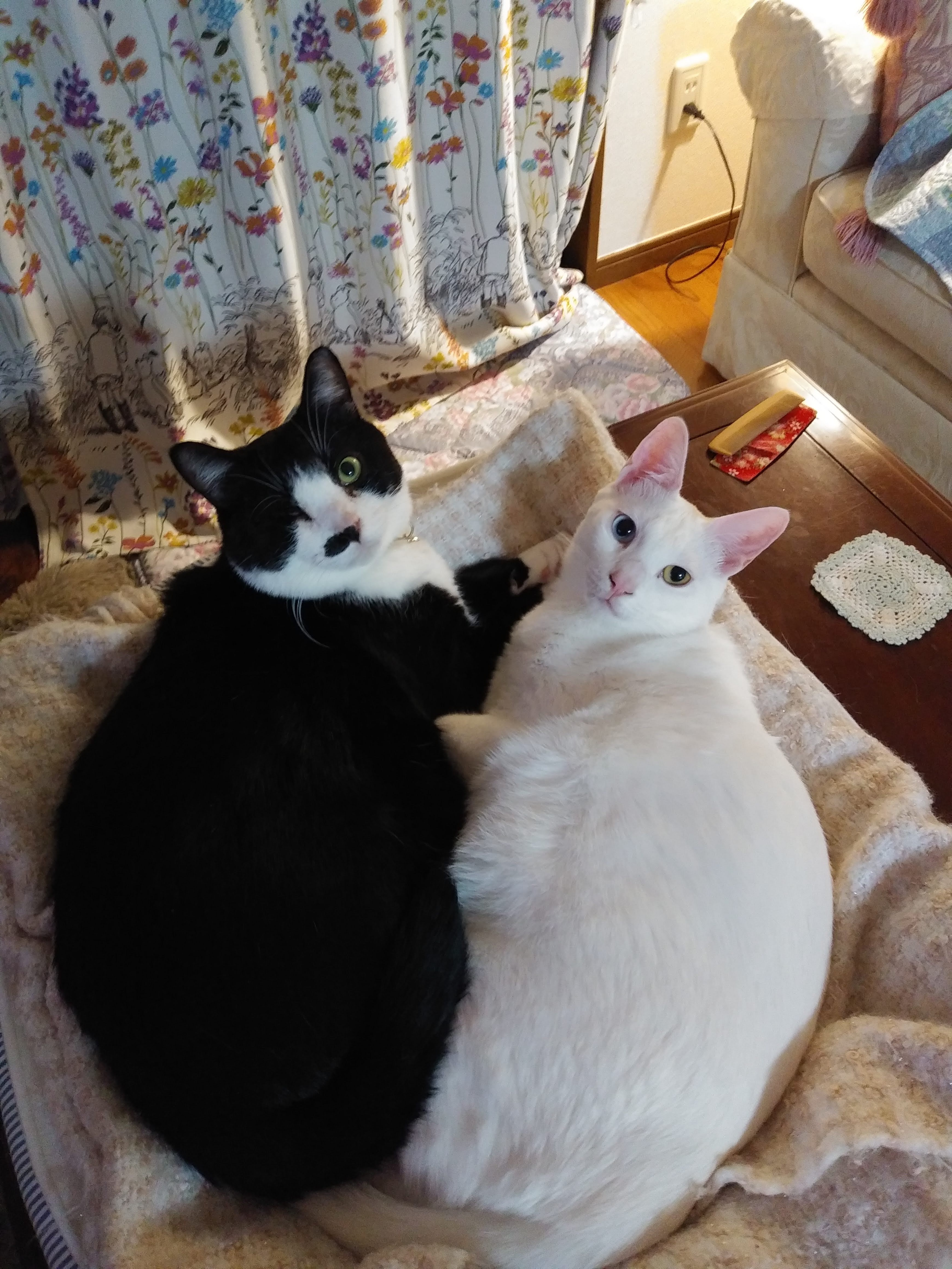 シッターの猫