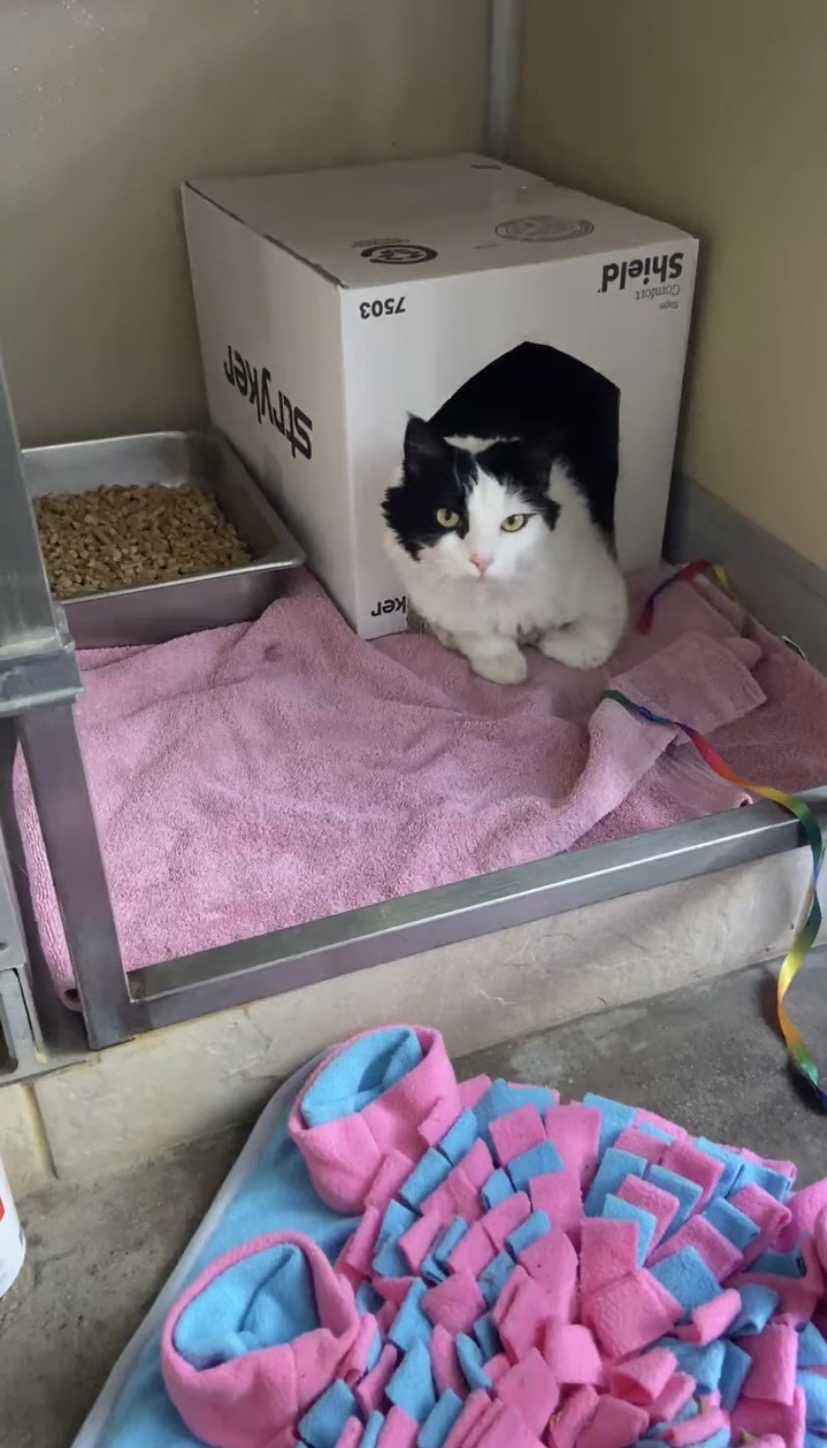 猫のお世話1